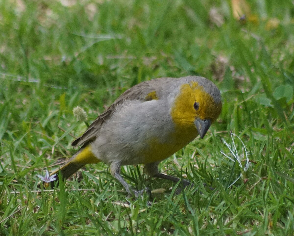 Download Citron-headed yellow finch - Wikipedia