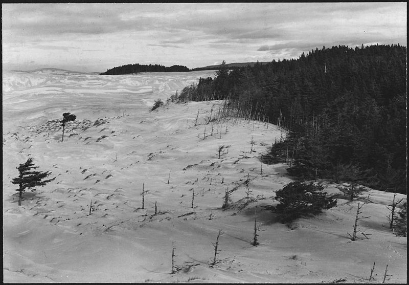 File:DUNES ENCROACH ON FOREST - NARA - 520133.jpg