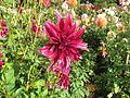 Dahlia 'King David'