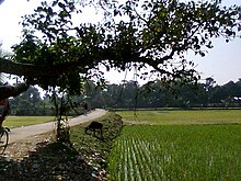 Dakkhin Sreerpur(05).jpg