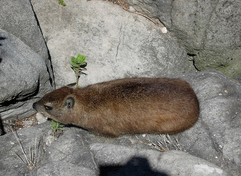 File:Dassie 1.jpg