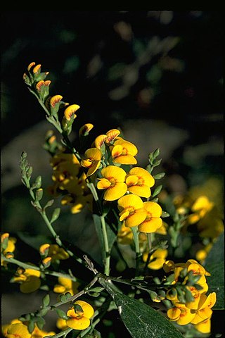 <i>Daviesia laxiflora</i> Species of flowering plant