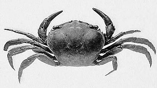 <i>Deckenia</i> (crab) Genus of crabs