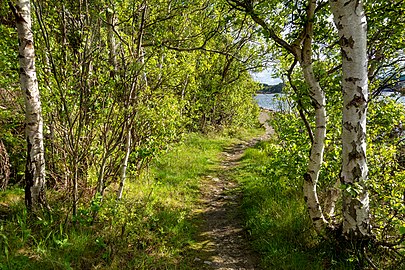 Dense vegetation on the shore of Brofjorden at Lahälla