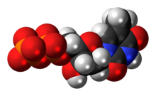 Deoxythymidine diphosphate anion 3D spacefill.png