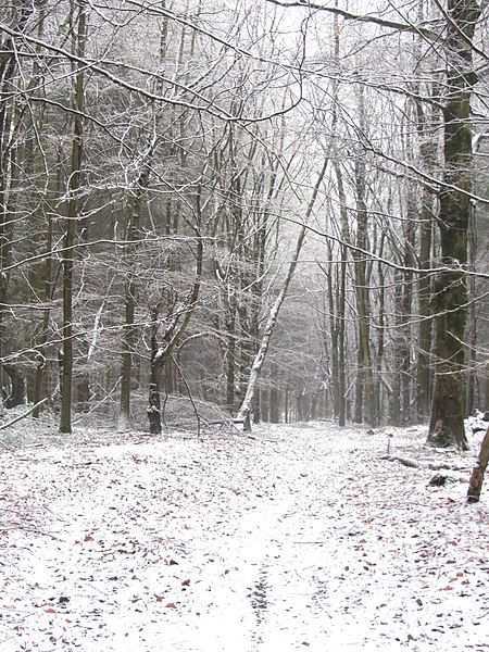 File:Descending into Cannop Valley - Feb 2012 - panoramio.jpg