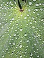 Dew on green foliage in macro (Unsplash).jpg