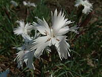 Dianthus seguieri ssp. glaber