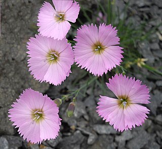 <i>Dianthus sylvestris</i> Species of plant in the genus Dianthus