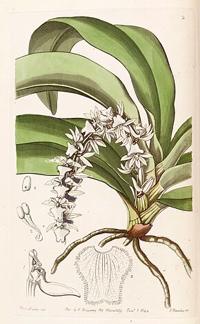 Описание изображения Diaphananthe pellucida (как Angraecum pellucidum) - Edwards vol 30 (NS 7) pl 2 (1844) .jpg.