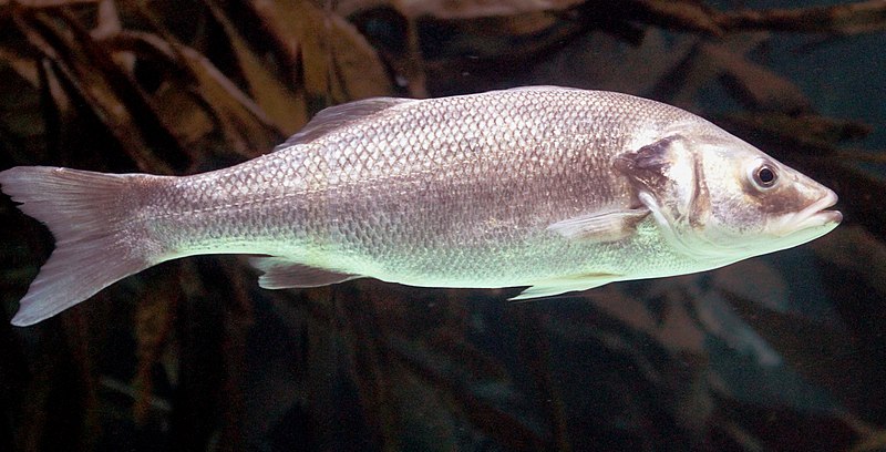 File:Dicentrarchus labrax LoroParqueTenerife seabass IMG 4958.JPG