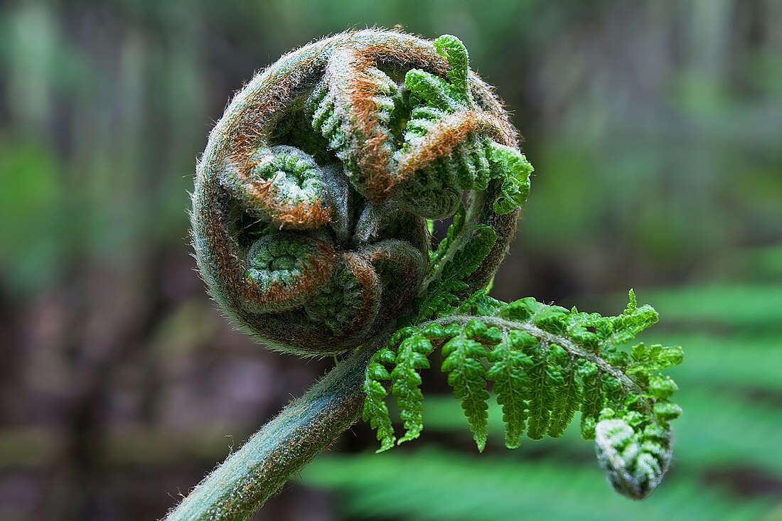 File:Dicksonia antarctica Shoot.jpg