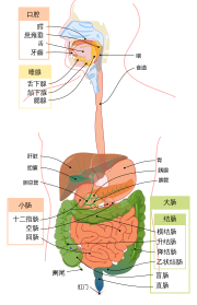 人类消化系统示意图