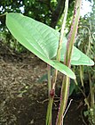 Dioscorea alata - leaf and vine stems - Mindanao, Philippines.jpg