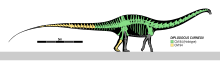 Diplodocus carnegii Skeletal.svg