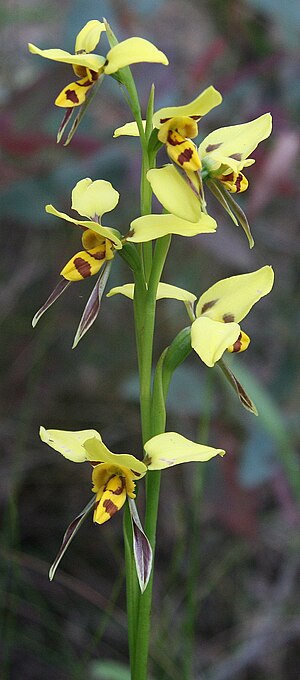 Diuris sulphurea lawson109.jpg