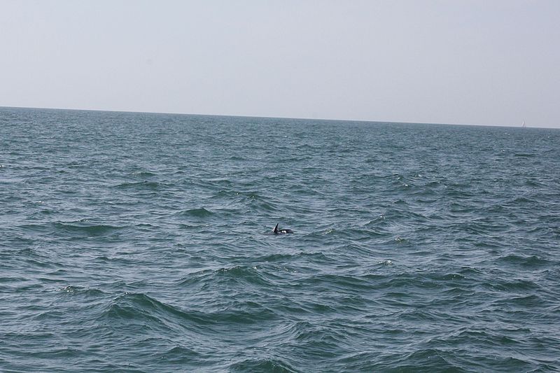 File:Dolphin, Banderas Bay (32651038591).jpg