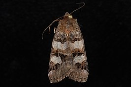 Synedoida adumbrata