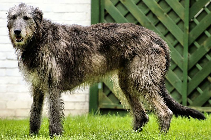 File:Drew - Irish Wolfhound (21137096806).jpg