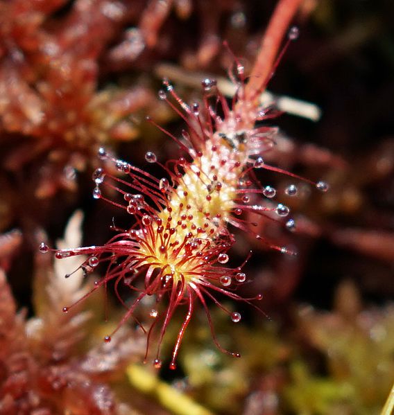 File:Drosera 2.jpg