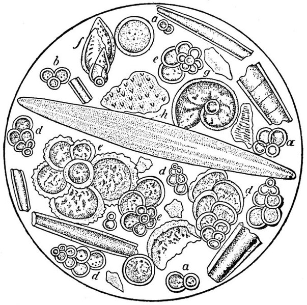 File:EB1911 Foraminifera - microscopic organisms in chalk.jpg