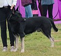 East European Shepherd, black & tan