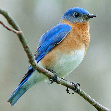 Где bluebird. Восточная сиалия (Sialia sialis). Сиалия Лазурная птица. Голубая Горная сиалия. Голубая сиалия голубой Зяблик.