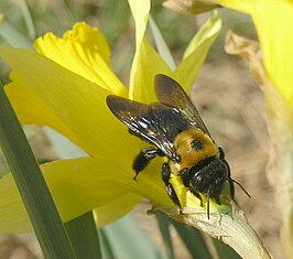 Xylocopa virginica