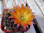 Miniatura para Echinopsis pampana