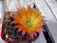 Echinopsis pampana