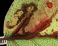 Thumbnail for Ectoedemia erythrogenella