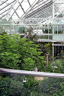 Archivo:Edvard_Anderson's_greenhouse.jpg