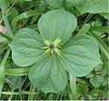 Il fiore verdastro e la bacca immatura si basano sul numero 4 e sui suoi multipli, rendendo quest'erba facilmente riconoscibile
