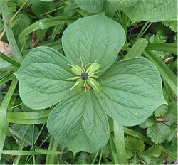 Sudenmarja (Paris quadrifolia)