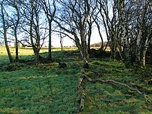 A mound associated with a bog-wood and a clearance cairn at Eglinton Country Park. Eglinton mound feature.JPG