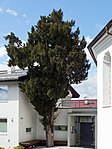 Yew tree in front of the entrance to Wohlgemutsheim Palace