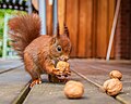 * Nomination A young eurasian red squirrel (Sciurus vulgaris) collecting walnuts --Stephan Sprinz 13:02, 9 August 2024 (UTC) * Promotion  Support Good quality. --Alexander-93 13:29, 9 August 2024 (UTC)