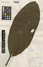 Thumbnail for Elaeocarpus inopinatus