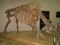 Скелет кавказского эласмотерия в Азовском музее-заповеднике