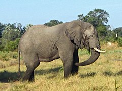 Un éléphant de savane d'Afrique au Botswana.