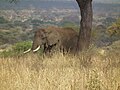 Elephant in Tanzania 0844 Nevit.jpg