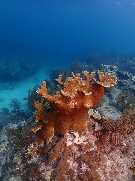 File:Elkhorn coral, the Florida Keys - 52930671065.jpg