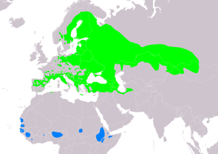 Ortolan Bunting Wikiwand