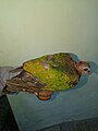 Emerald Dove-2-bsi-yercaud-salem-India.jpg