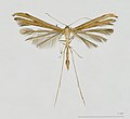 * Nomination Morning-glory Plume Moth --Archaeodontosaurus 05:58, 30 July 2011 (UTC) * Promotion  Support QI to me --Llez 09:24, 31 July 2011 (UTC)