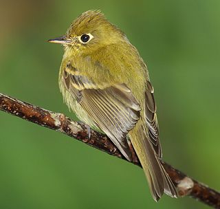 <span class="mw-page-title-main">Tyrant flycatcher</span> Family of birds found in the Americas