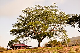 En el ejido Cuauhtémoc (21) (5617482121).jpg