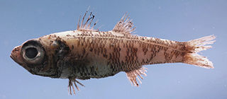 <i>Epigonus</i> (fish) Genus of fishes