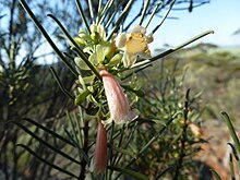 Eremophila oppositifolia (barg, gul, meva) .JPG