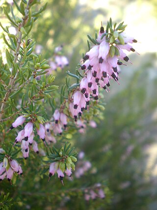 <i>Erica erigena</i> Species of flowering plant